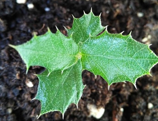 QUER VIR PLANTAR UMA RVORE CONNOSCO?