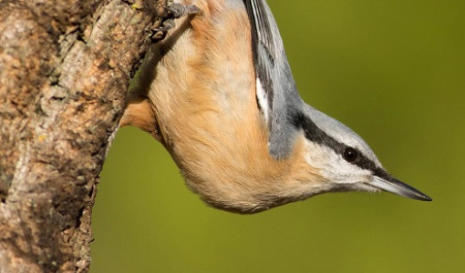 PRIMEIRO BIOBLITZ DE OEIRAS