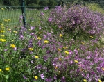 MEADOWS IN THE CENTRO DESPORTIVO NACIONAL DO JAMOR