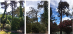 Arboriculture work in the formal garden of the tennis center